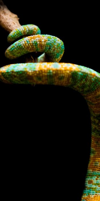 chameleon tail, lizard Wallpaper 720x1440