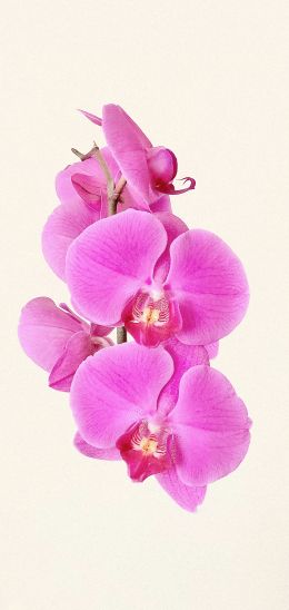 orchid, flower, petals Wallpaper 1440x3040