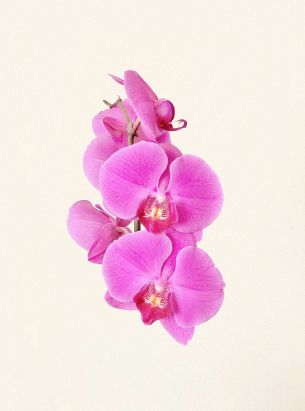 orchid, flower, petals Wallpaper 3029x4087