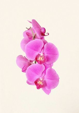 orchid, flower, petals Wallpaper 1668x2388