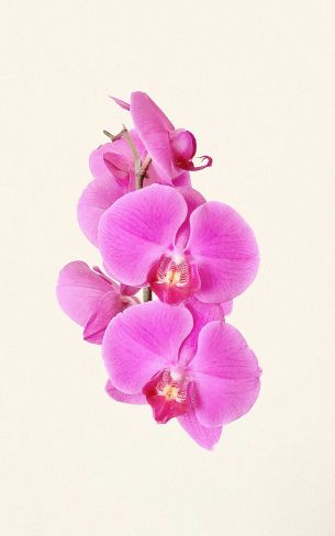 orchid, flower, petals Wallpaper 1200x1920