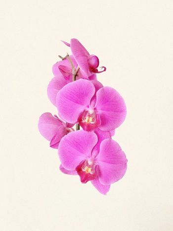 Обои 1536x2048 орхидея, цветок, лепестки