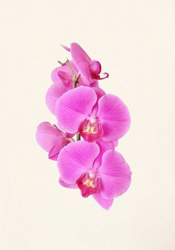 Обои 1668x2388 орхидея, цветок, лепестки