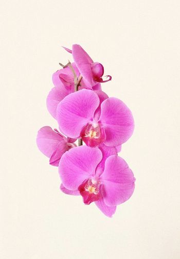 Обои 1640x2360 орхидея, цветок, лепестки