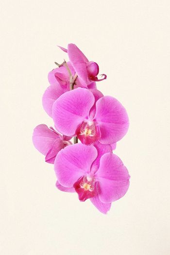 Обои 640x960 орхидея, цветок, лепестки