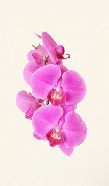 Обои 600x1024 орхидея, цветок, лепестки
