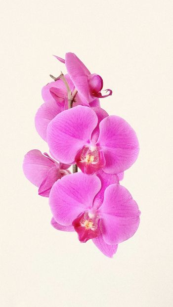 Обои 640x1136 орхидея, цветок, лепестки