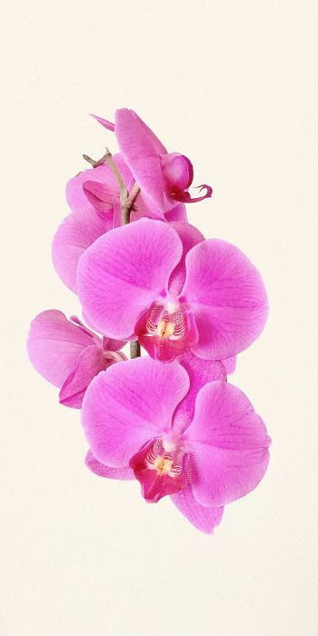 Обои 720x1440 орхидея, цветок, лепестки