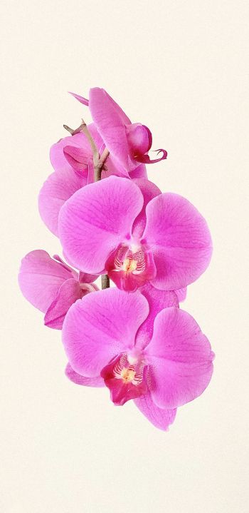 Обои 1440x2960 орхидея, цветок, лепестки