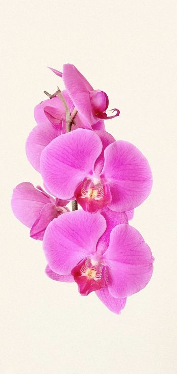 Обои 1080x2280 орхидея, цветок, лепестки