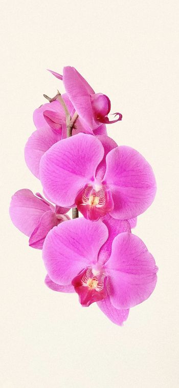 Обои 1284x2778 орхидея, цветок, лепестки