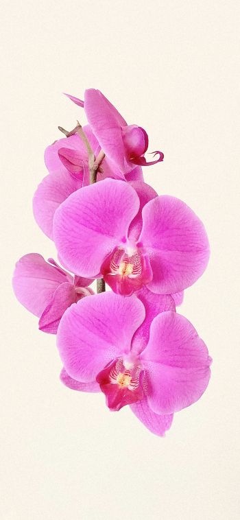 Обои 1080x2340 орхидея, цветок, лепестки