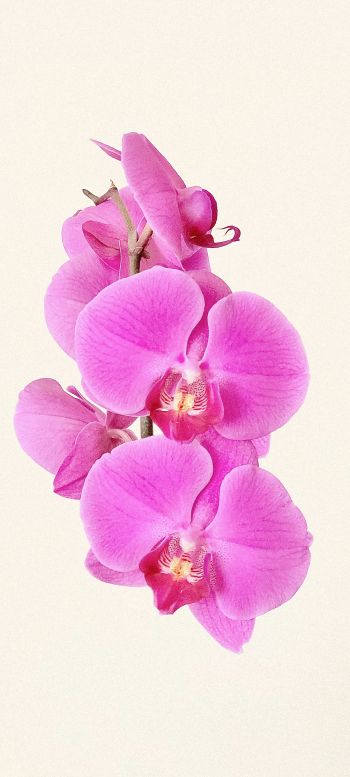Обои 1440x3200 орхидея, цветок, лепестки