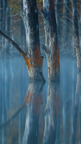 water, reflection, trees Wallpaper 1440x2560