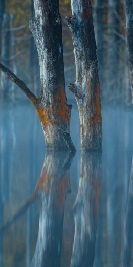 water, reflection, trees Wallpaper 720x1440