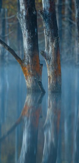 water, reflection, trees Wallpaper 1440x2960