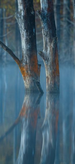 water, reflection, trees Wallpaper 1080x2340