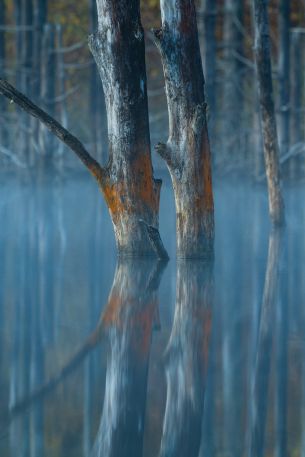 water, reflection, trees Wallpaper 640x960