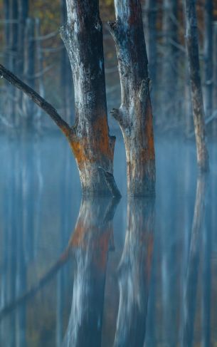 water, reflection, trees Wallpaper 1752x2800