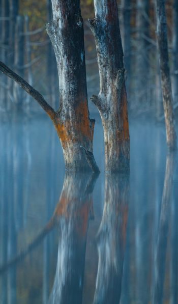 water, reflection, trees Wallpaper 600x1024