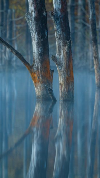water, reflection, trees Wallpaper 640x1136