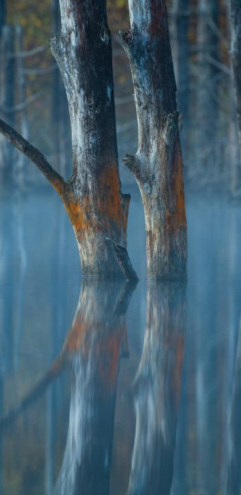 Обои 1080x2220 вода, отражение, деревья