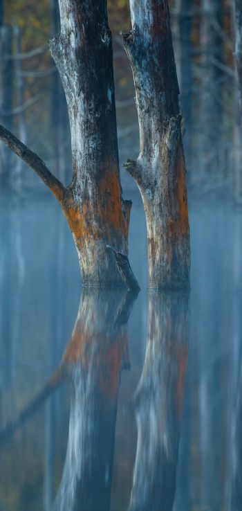 water, reflection, trees Wallpaper 1440x3040