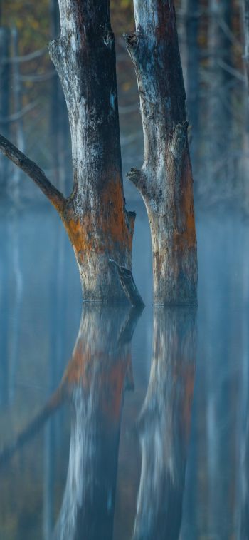 Обои 1125x2436 вода, отражение, деревья