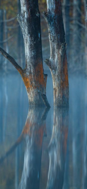 Обои 1080x2340 вода, отражение, деревья