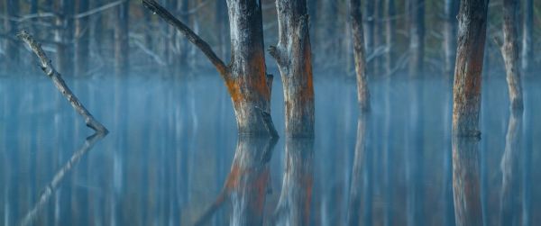 water, reflection, trees Wallpaper 3440x1440