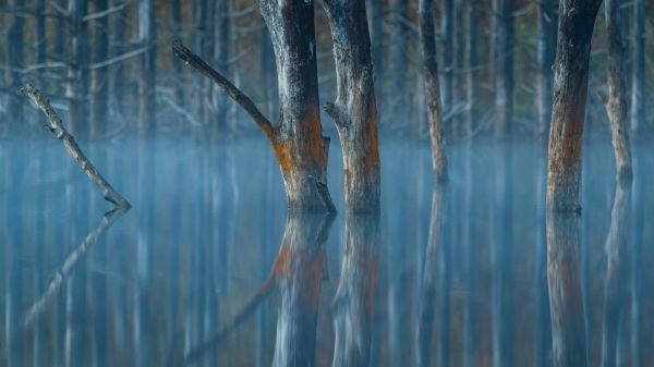 water, reflection, trees Wallpaper 2560x1440