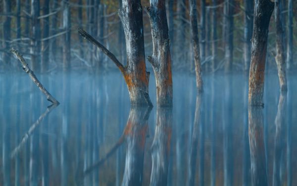 water, reflection, trees Wallpaper 2560x1600