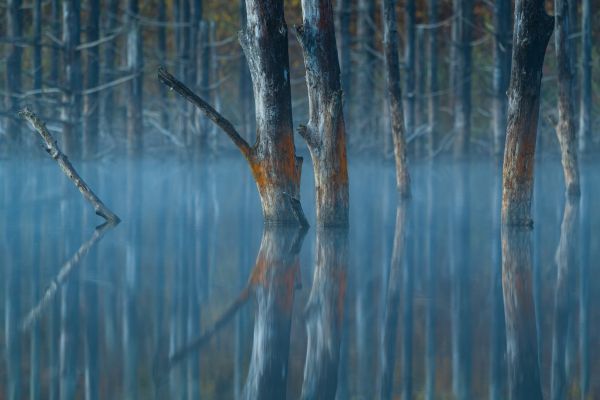 water, reflection, trees Wallpaper 7633x5091