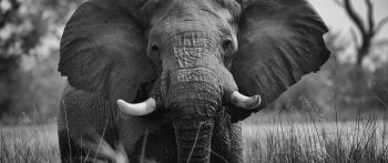 elephant, wild animal Wallpaper 2560x1080