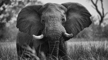 elephant, wild animal Wallpaper 2560x1440