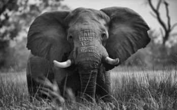 elephant, wild animal Wallpaper 2560x1600