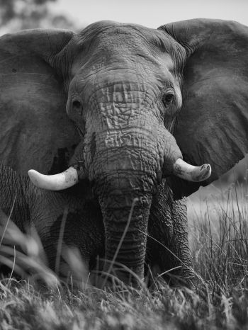 elephant, wild animal Wallpaper 2048x2732