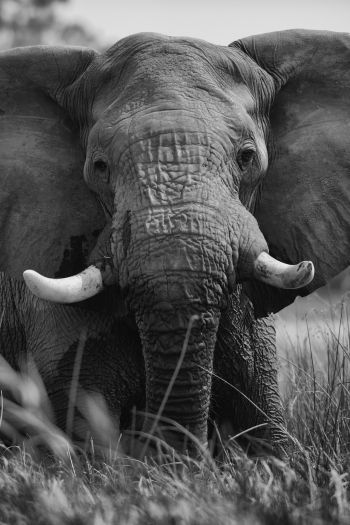 Обои 640x960 слон, дикое животное