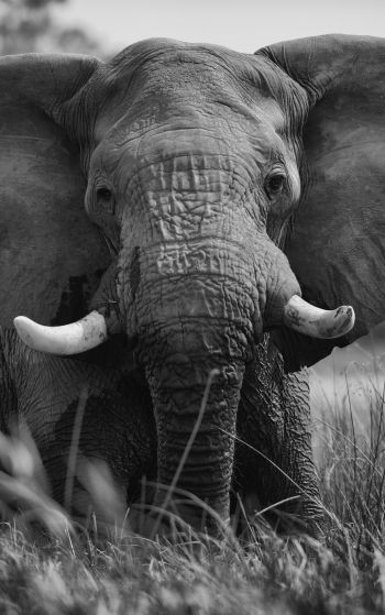 Обои 1752x2800 слон, дикое животное