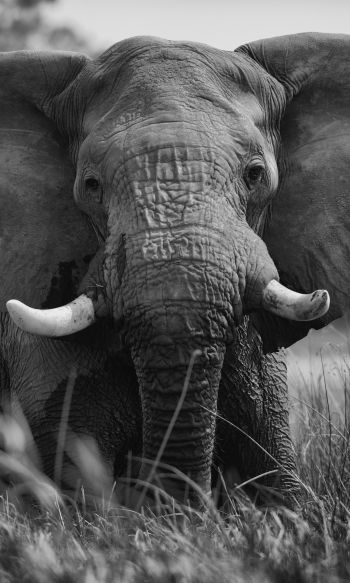 elephant, wild animal Wallpaper 1200x2000