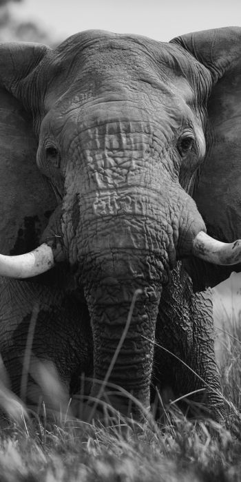 Обои 720x1440 слон, дикое животное