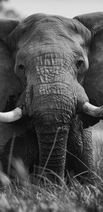 Обои 1080x2220 слон, дикое животное