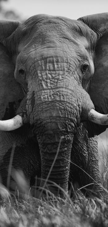 Обои 720x1520 слон, дикое животное
