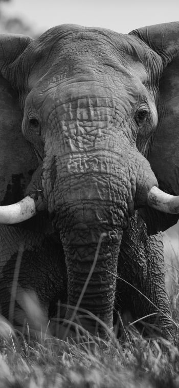 Обои 1125x2436 слон, дикое животное