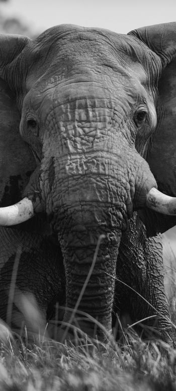 elephant, wild animal Wallpaper 720x1600