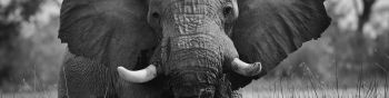 elephant, wild animal Wallpaper 1590x400