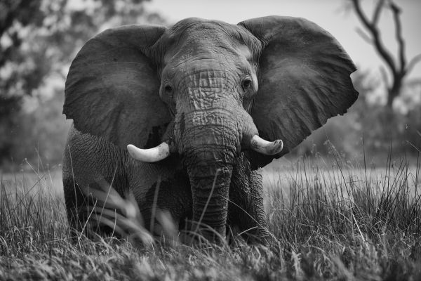 elephant, wild animal Wallpaper 7360x4912