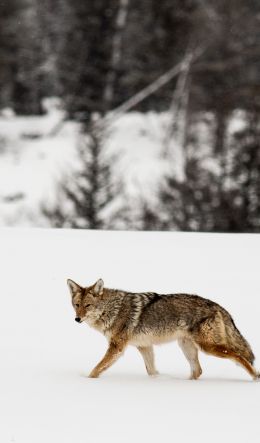 volk, winter, snow Wallpaper 600x1024