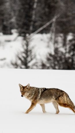 Обои 1080x1920 волк, зима, снег
