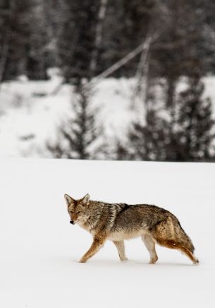 volk, winter, snow Wallpaper 1668x2388